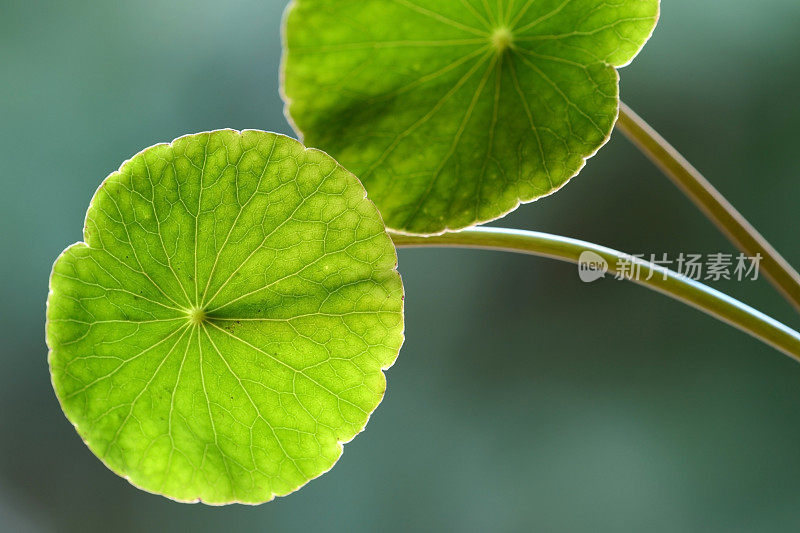 亚洲Pennywort或Gotu Kola leaf